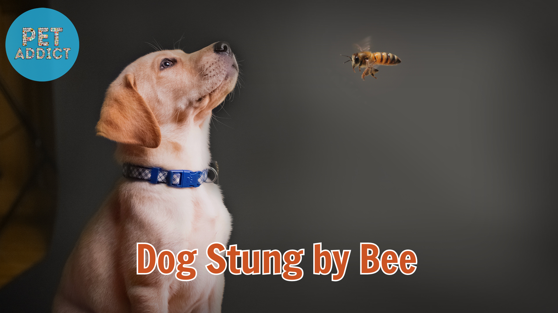 What to Do When Your Dog Gets Stung by a Bee
