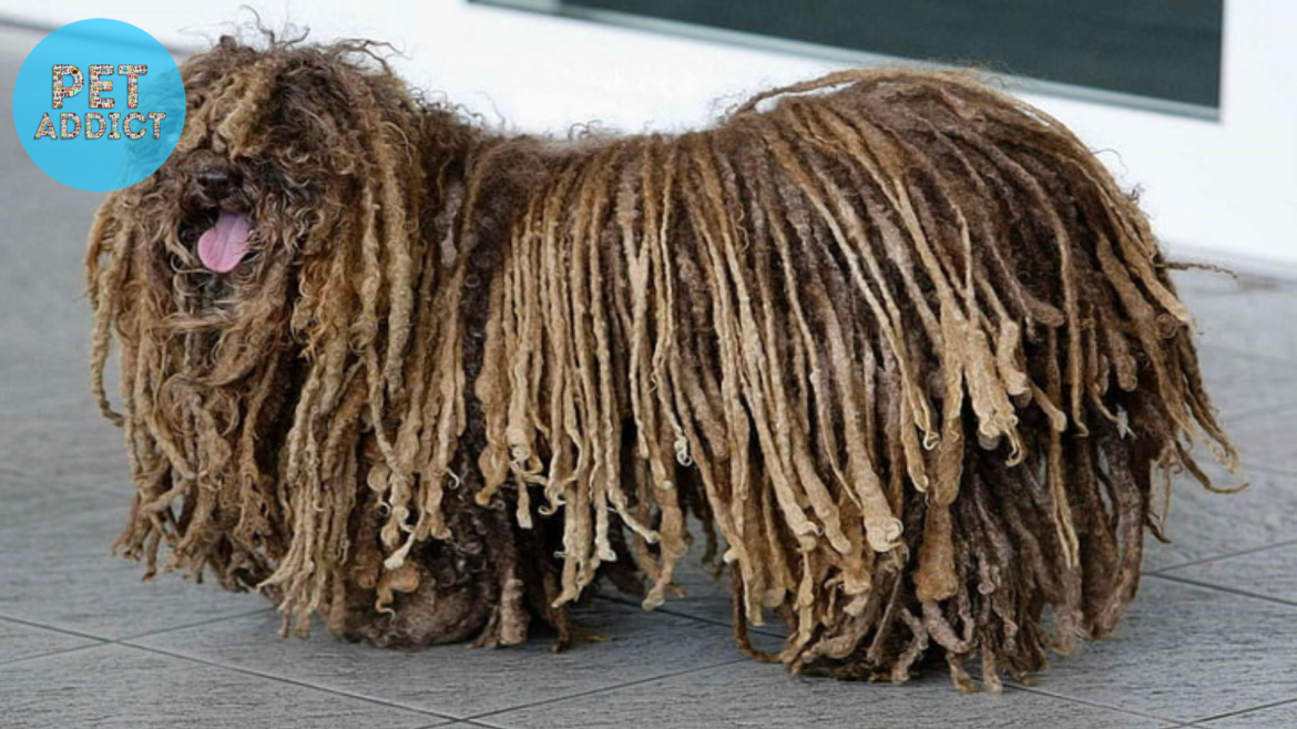 The Unique and Lively Puli Dog