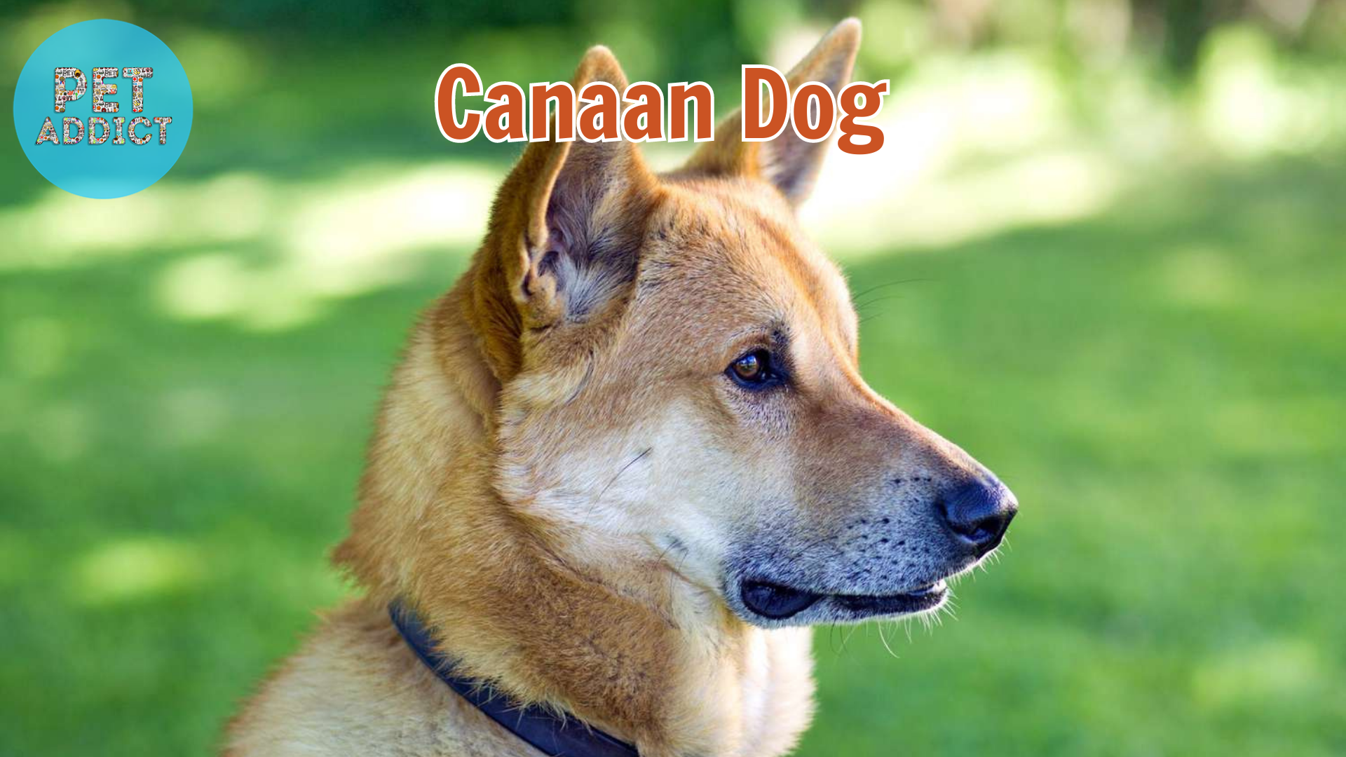 The Canaan Dog – A Versatile and Ancient Breed