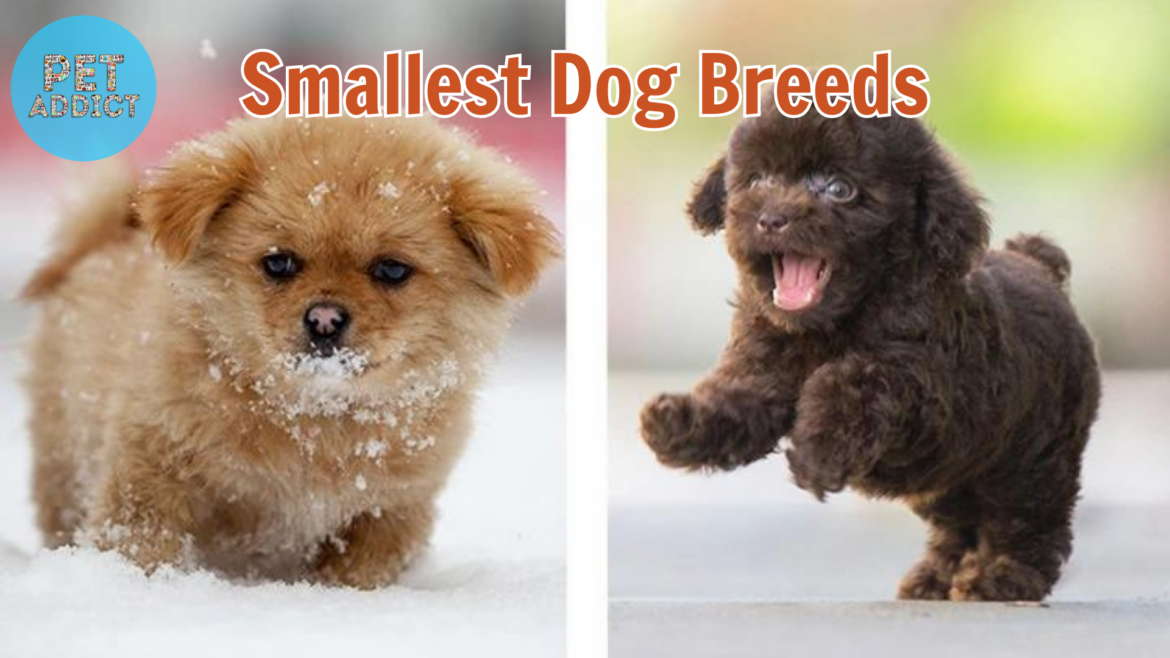 Exploring the World of the Smallest Dog Breeds