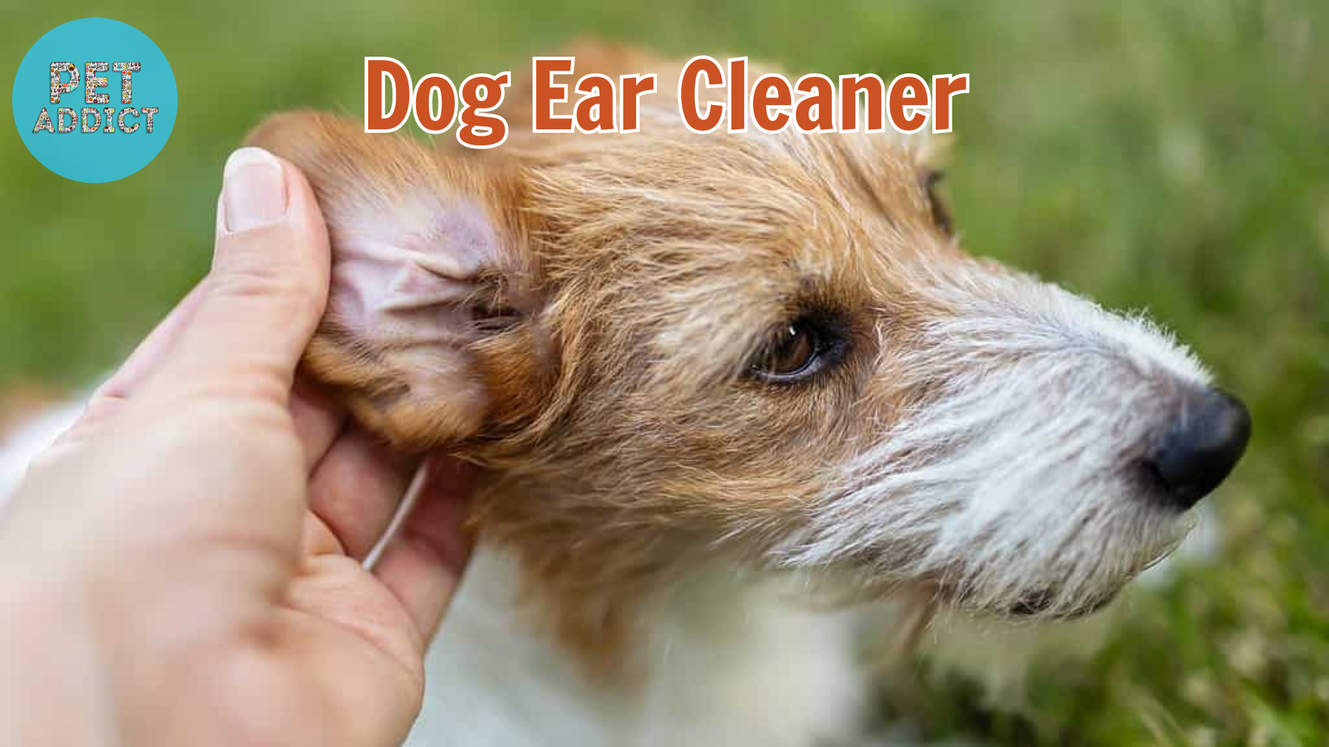 How to Clean Your Dog’s Ears – A Guide to Dog Ear Cleaner