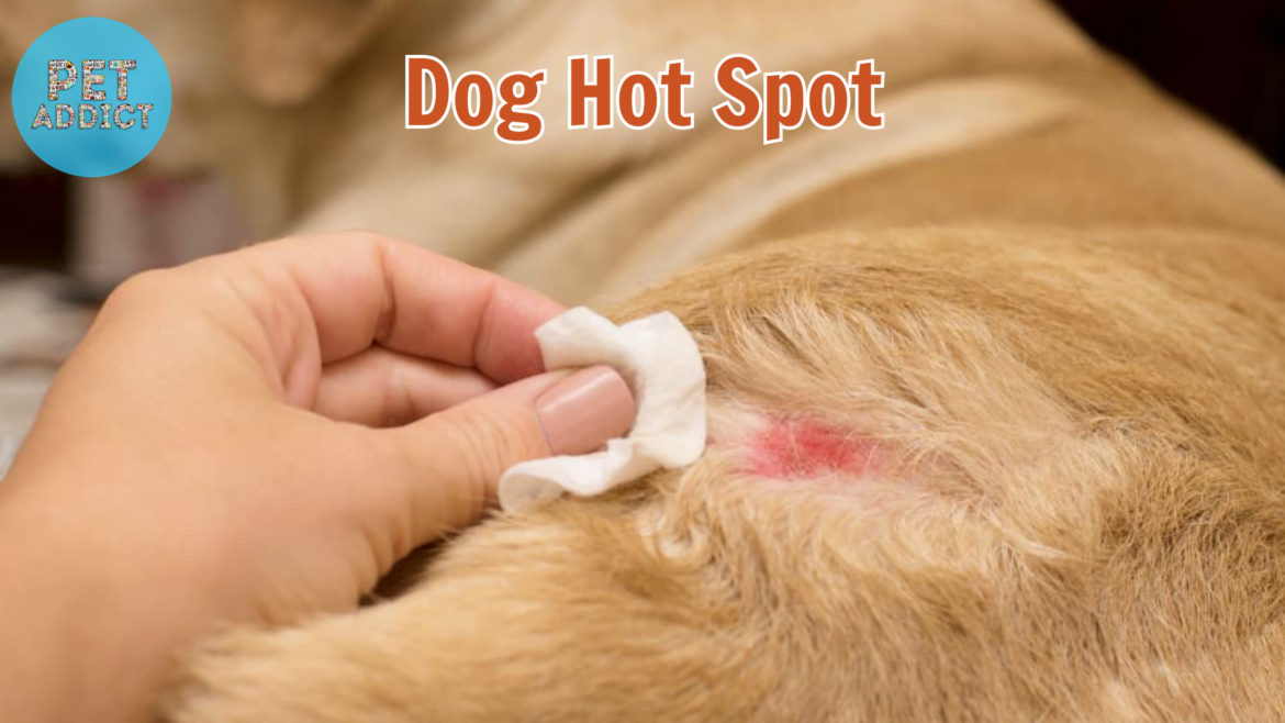 Understanding and Treating Dog Hot Spot