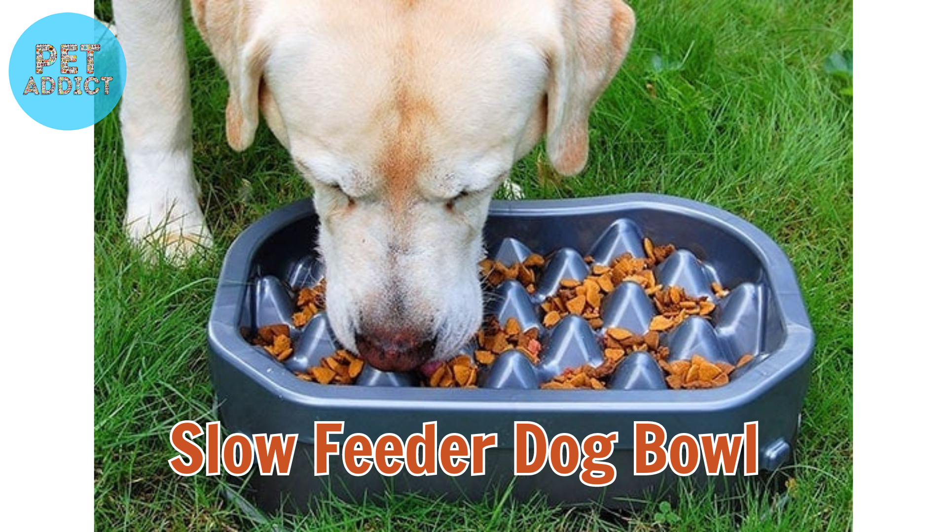 Slow Feeder Dog Bowl: Enhancing Mealtime Experience for Dogs