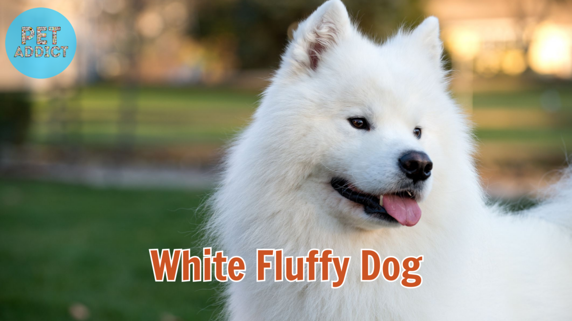Embracing the Charm of White Fluffy Dog Breeds
