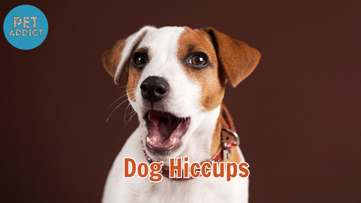 Understanding Dog Hiccups