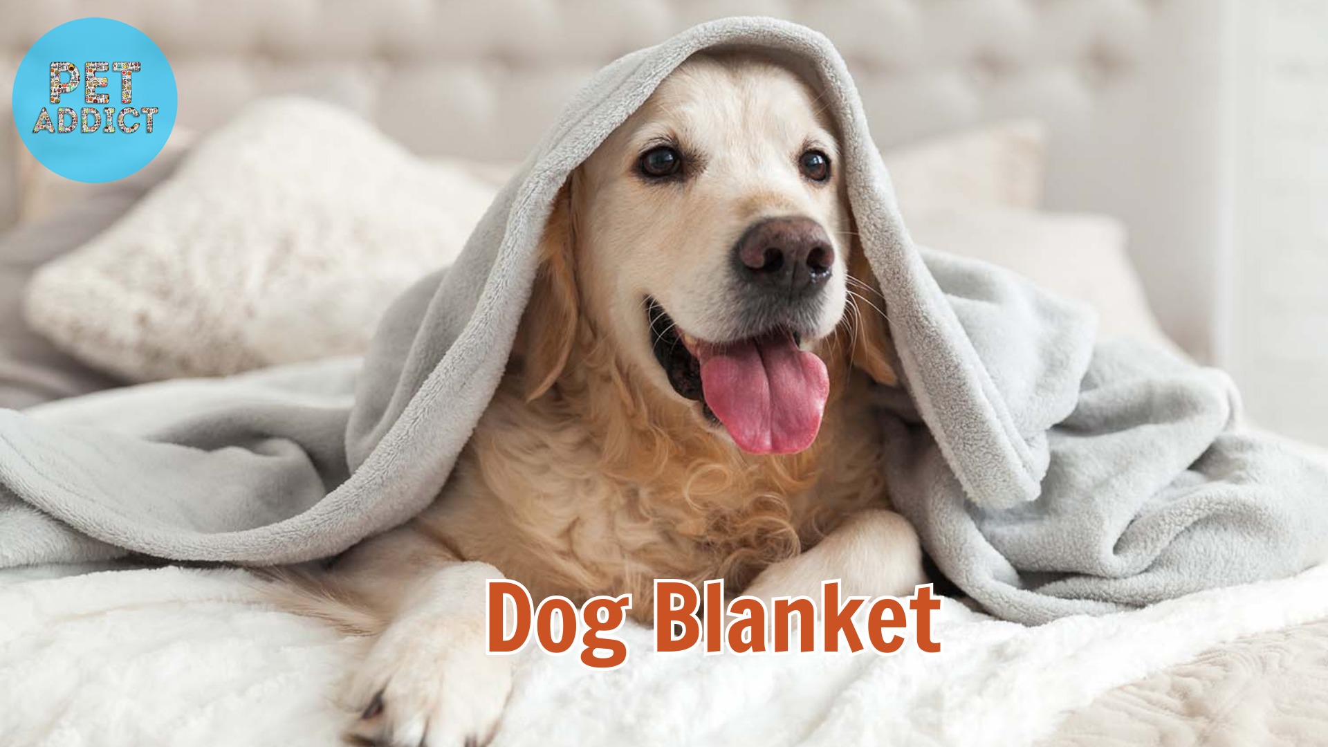 All About Dog Blanket