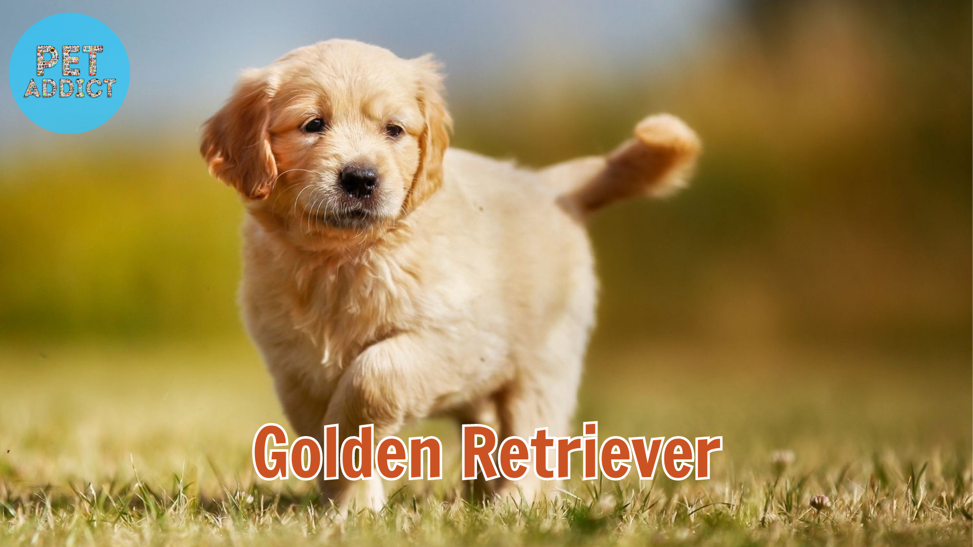 The Lovable Gold Dog: All About Golden Retrievers