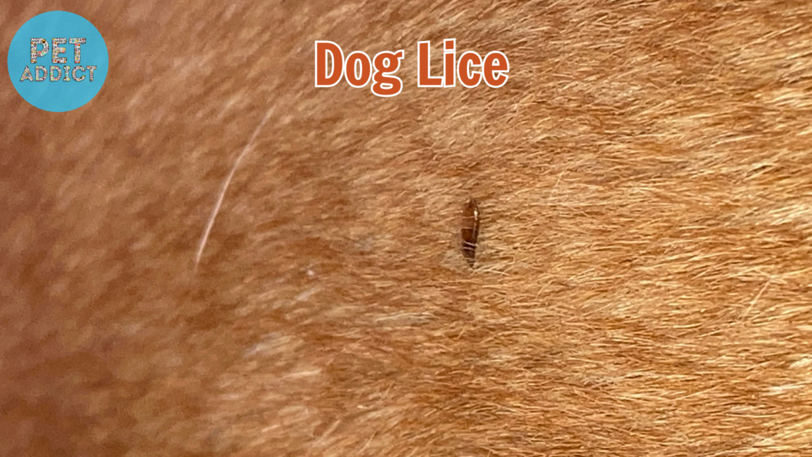 Understanding Dog Lice