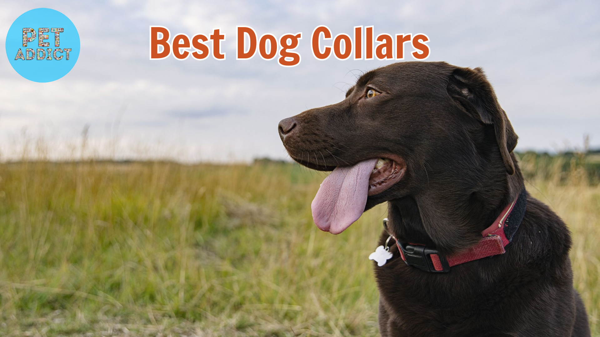 Best Dog Collars: Perfect Collar for Your Canine Companion