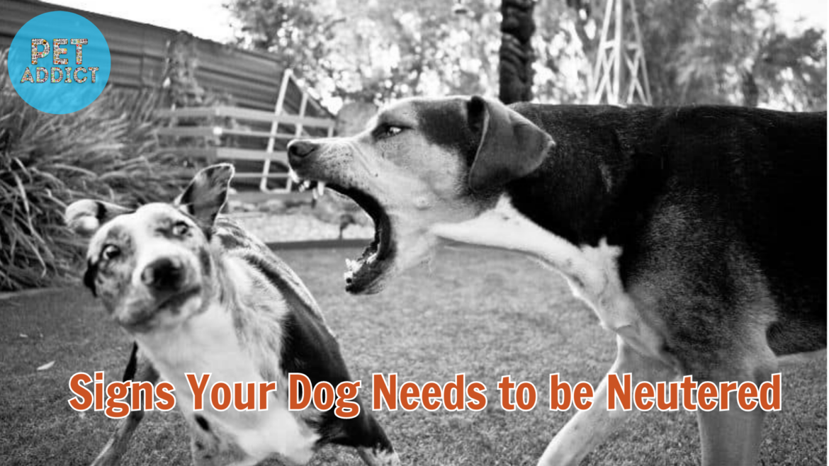 5 Signs Your Dog Needs to Be Neutered