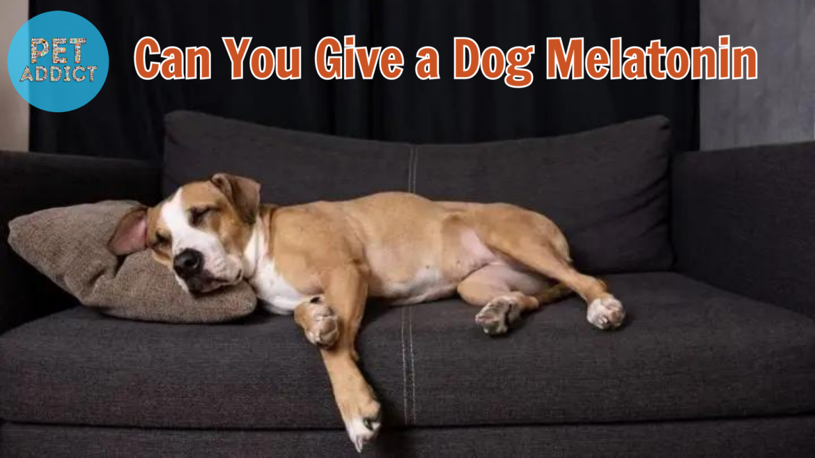 Can You Give a Dog Melatonin?