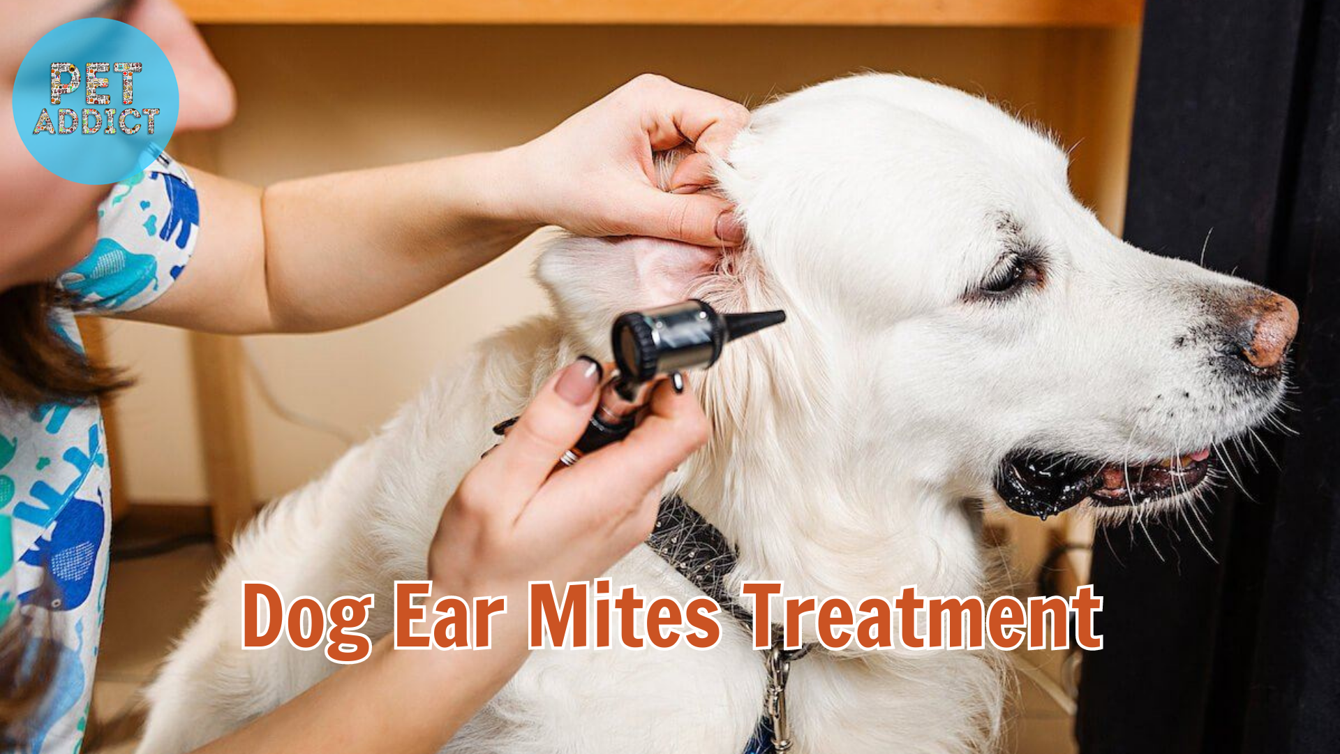 Dog Ear Mites Treatment: Eliminate Mites in Your Dog’s Ears
