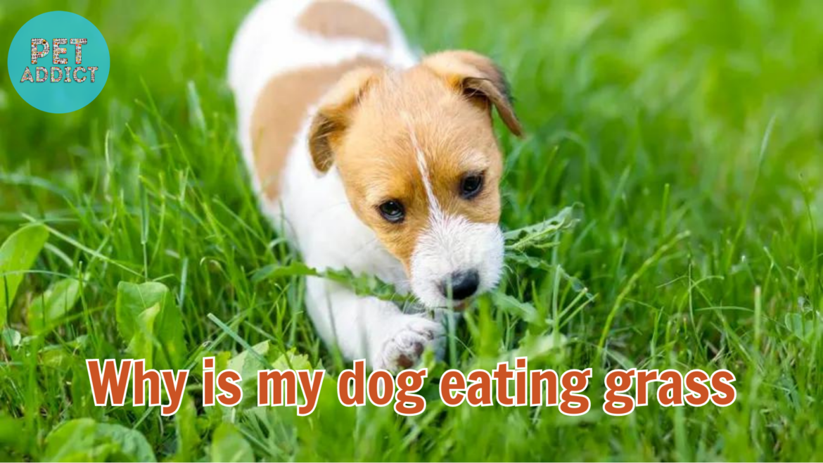Why Is My Dog Eating Grass? Mystery Behind This Behavior