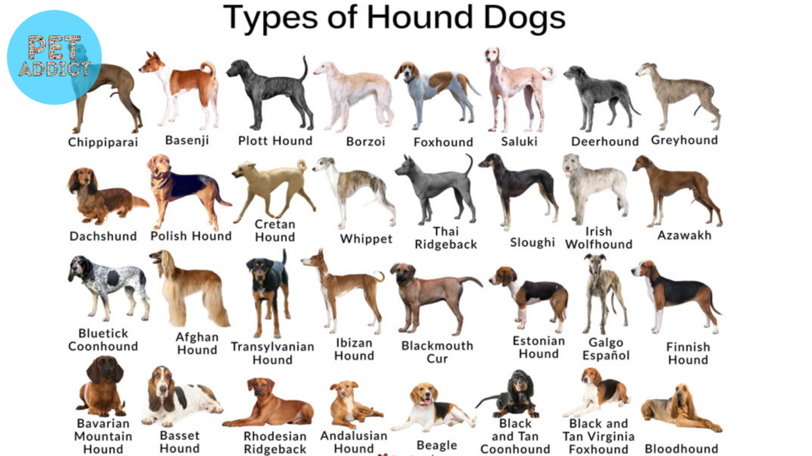 Hound Dog Breeds: Graceful Canine Companions