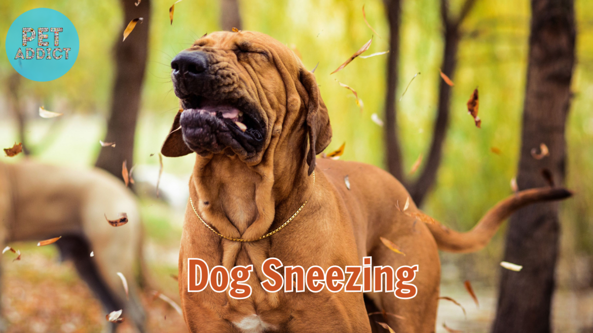 Dog Sneezing: Causes, Treatments, and When to Be Concerned