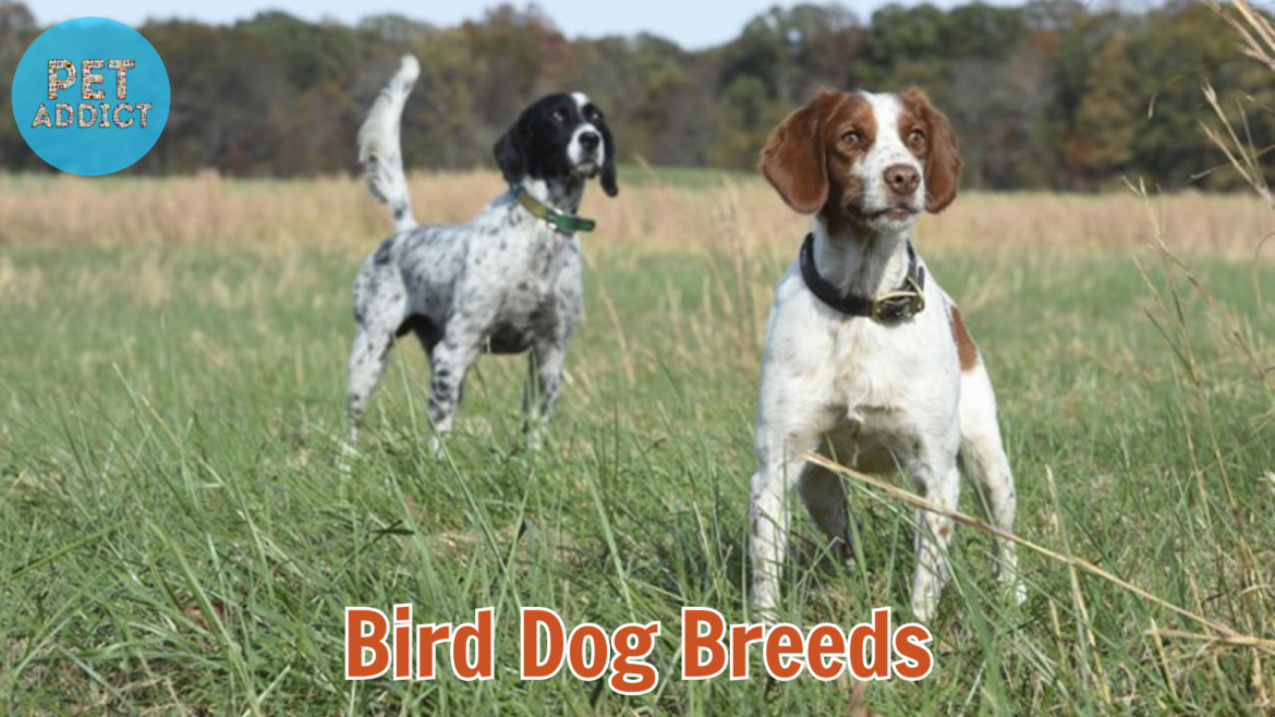 10 Bird Dog Breeds: Unleashing the Finest Hunting Companions