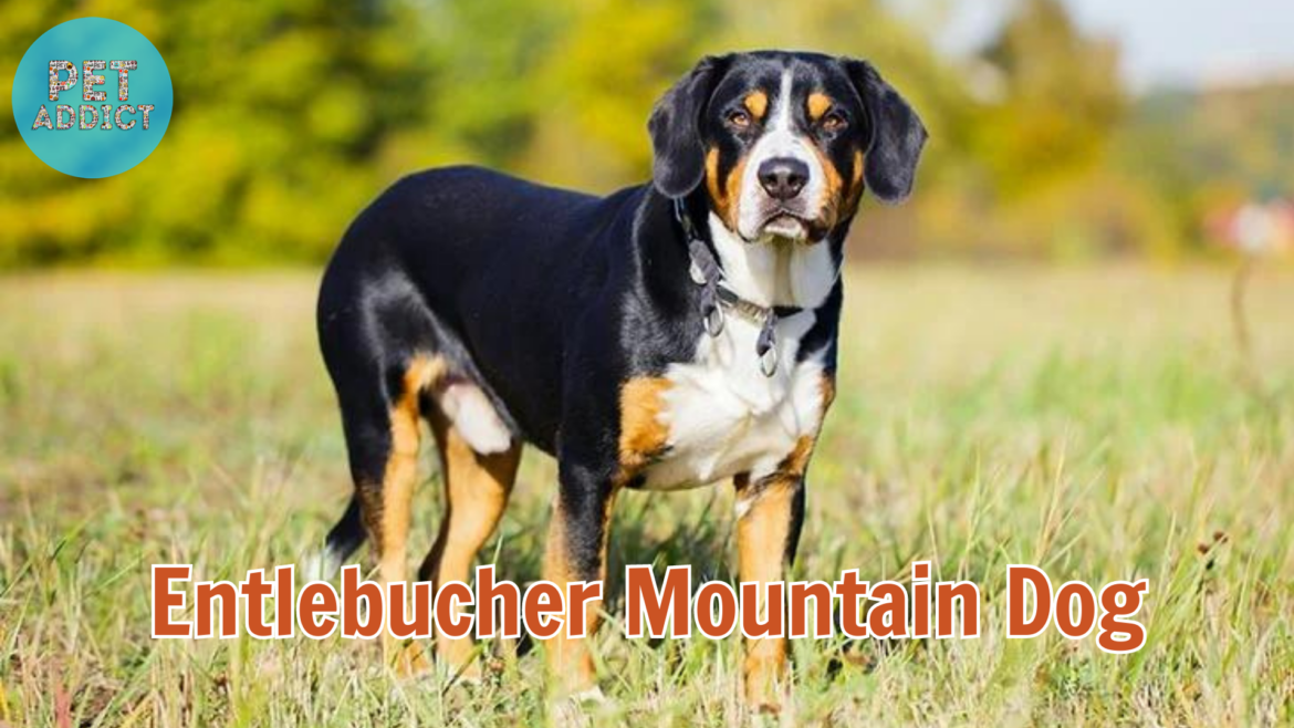 Facts About Entlebucher Mountain Dog