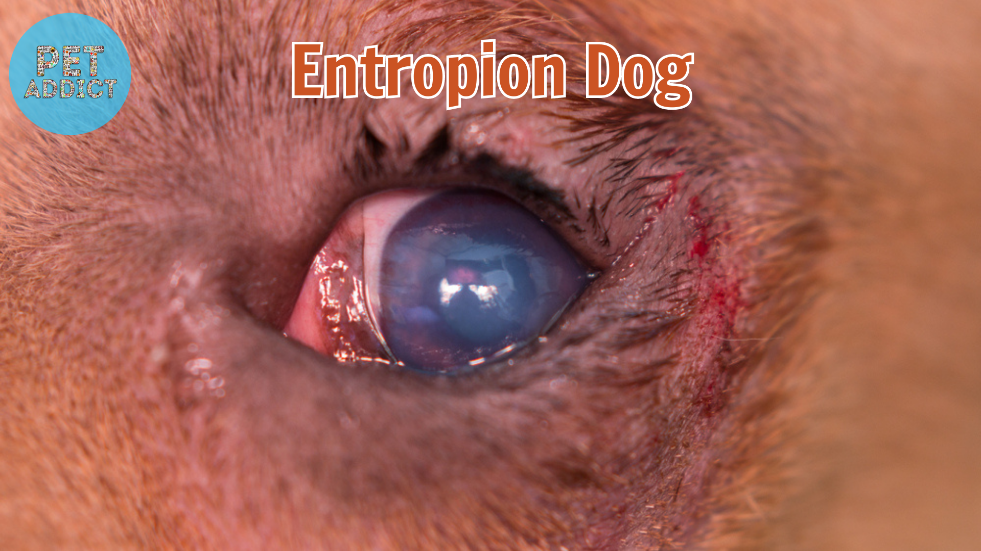 Entropion Dog: Diagnosis, Treatment, and Prevention