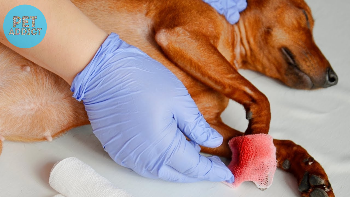How to Stop a Bleeding Dog Nail: A Step-by-Step Guide