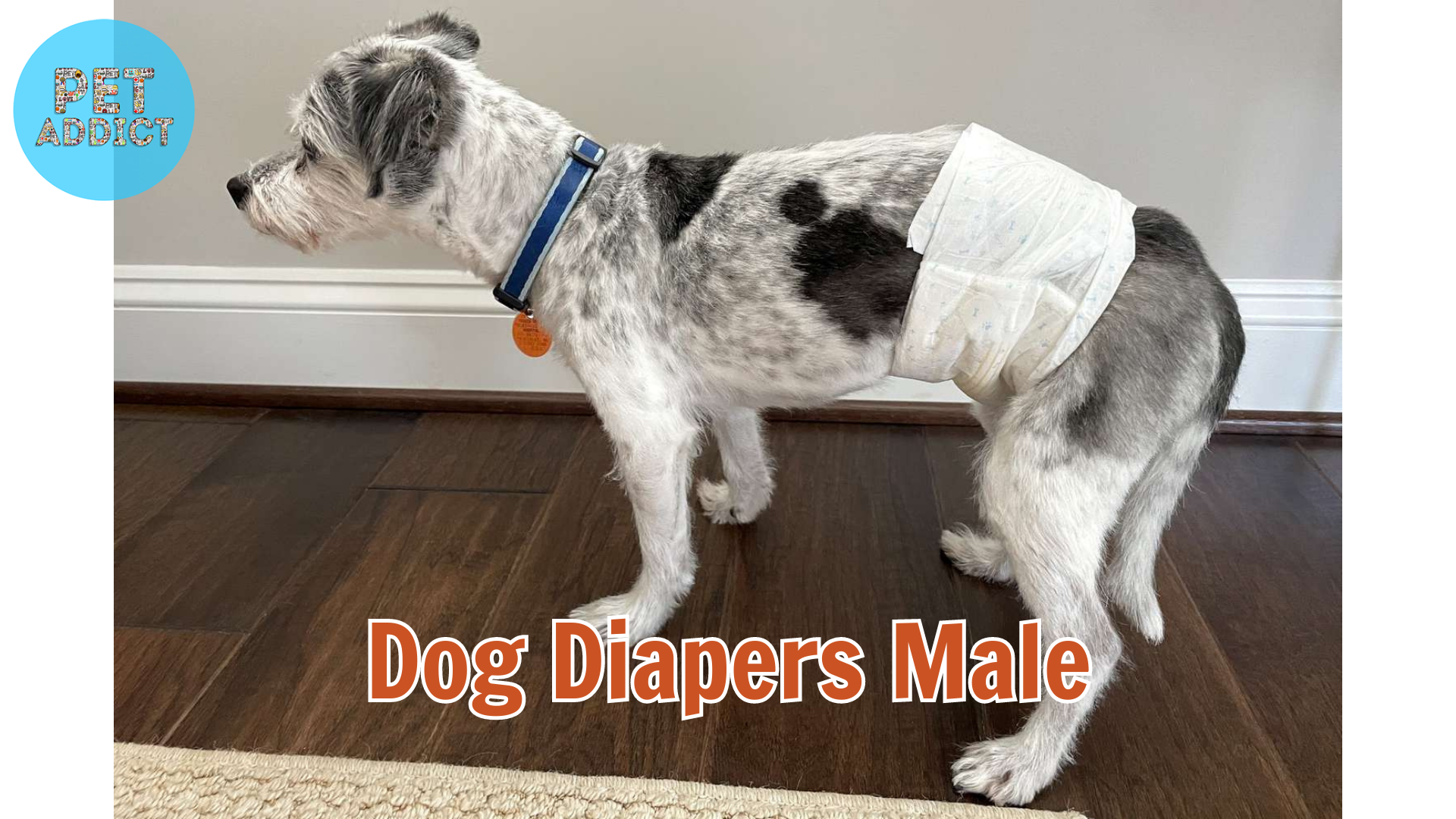 Dog Diapers Male – Exploring Types and Their Uses