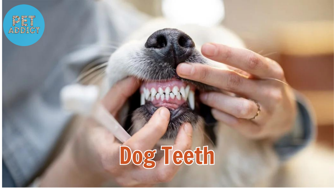 Dog Teeth: Keeping Your Furry Friend’s Smile Healthy
