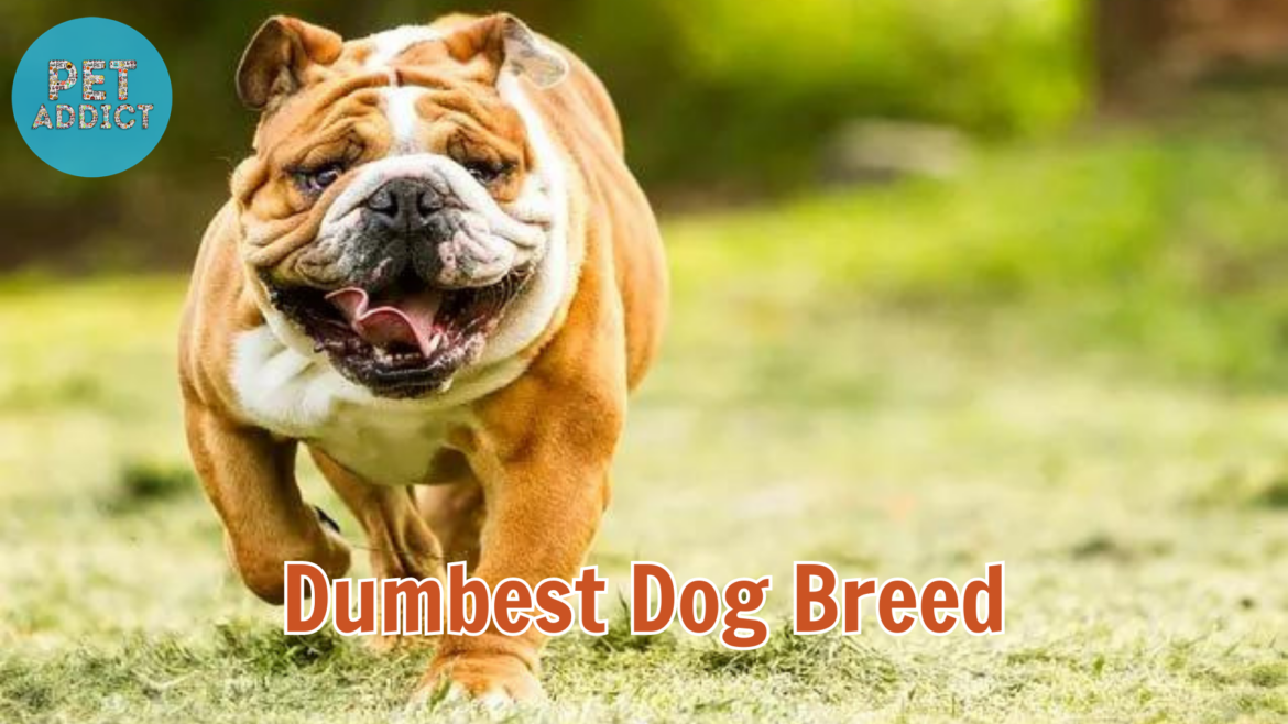 Dumbest Dog Breed: Debunking Misconceptions