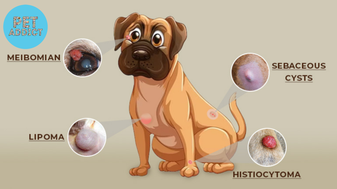 Histiocytoma Dog: Causes, Symptoms, and Treatment