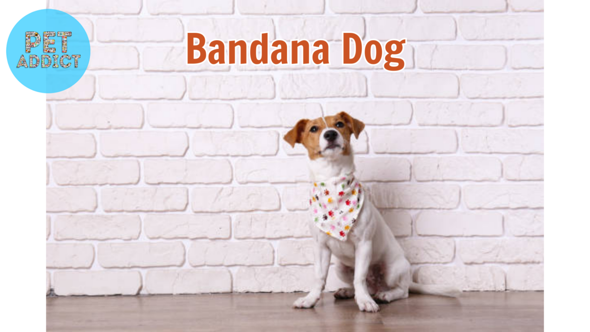 Dog Bandanas: A Stylish and Functional Accessory for Your Furry Friend