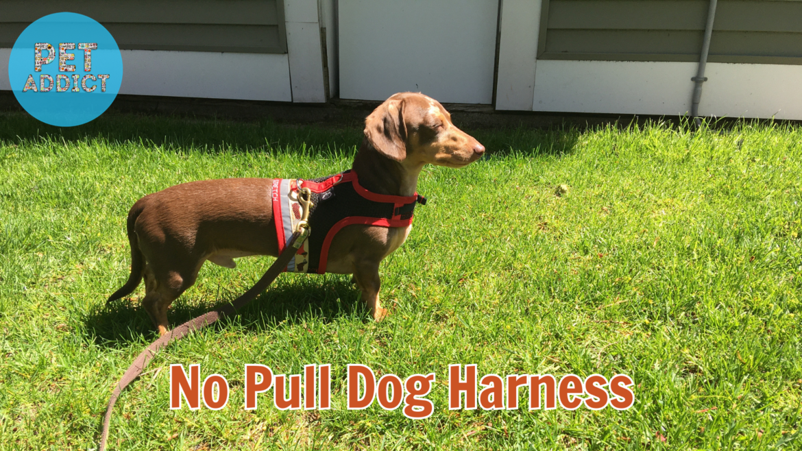 The Benefits of Using a No-Pull Dog Harness