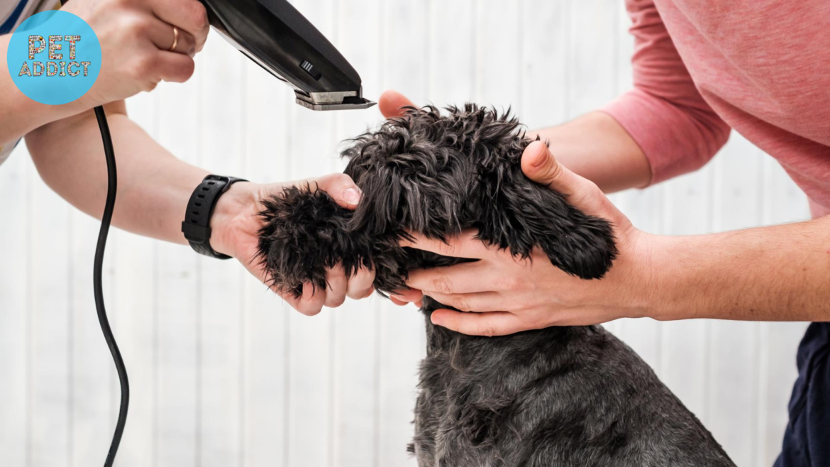 The Ultimate Guide to Dog Clippers