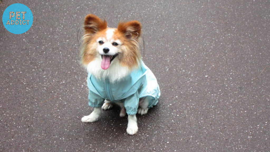 Maintaining and Cleaning Dog Raincoats