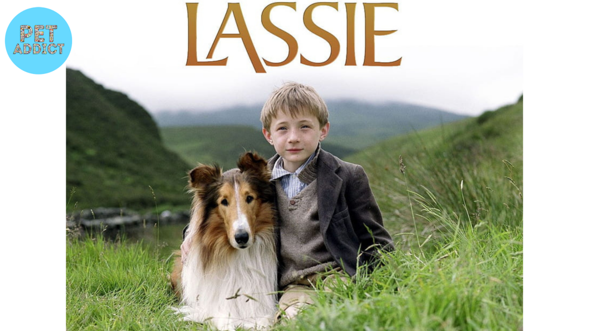 Lassie Dog Movies: A Tale of Loyalty and Adventure
