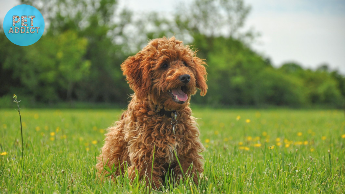 Teddy Bear Dog Breeds: Your Adorable and Lovable Companions