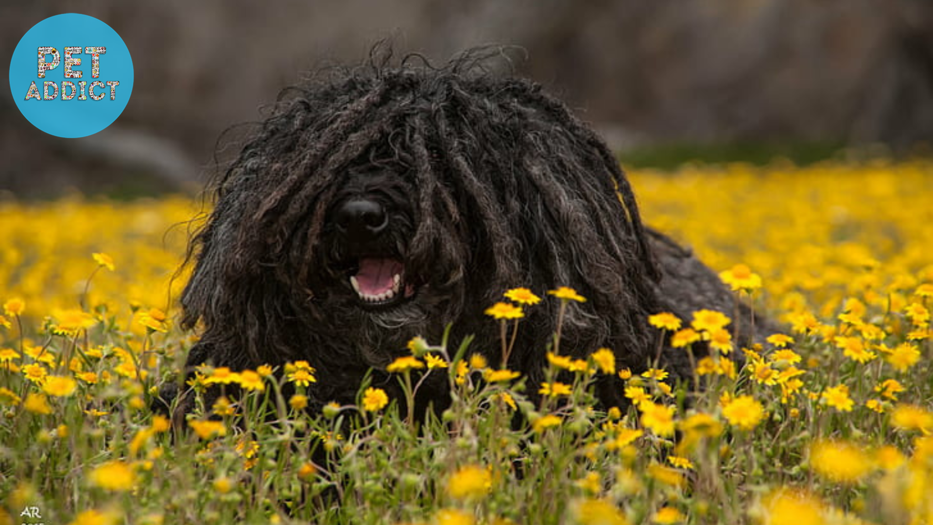 Temperament and Personality Traits of the Puli Dog