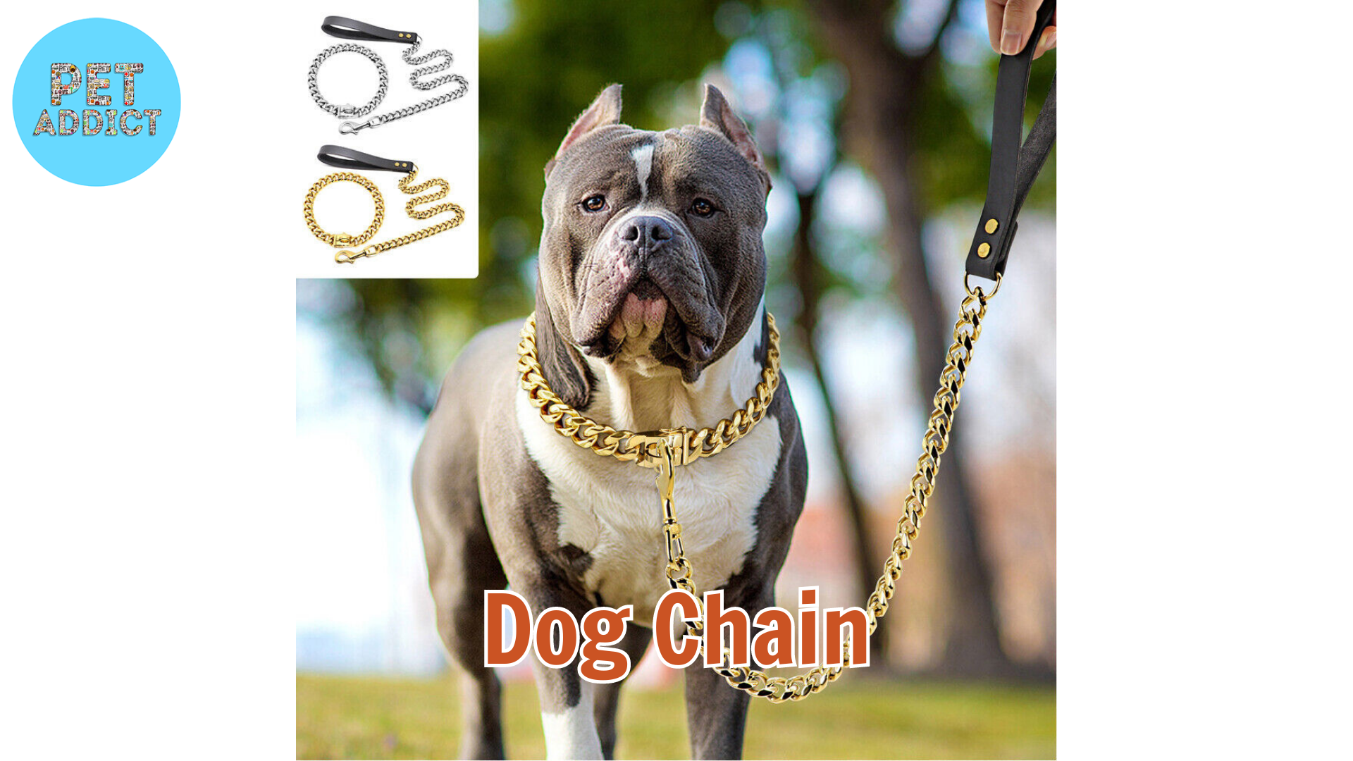 Understanding Dog Chain – A Comprehensive Guide