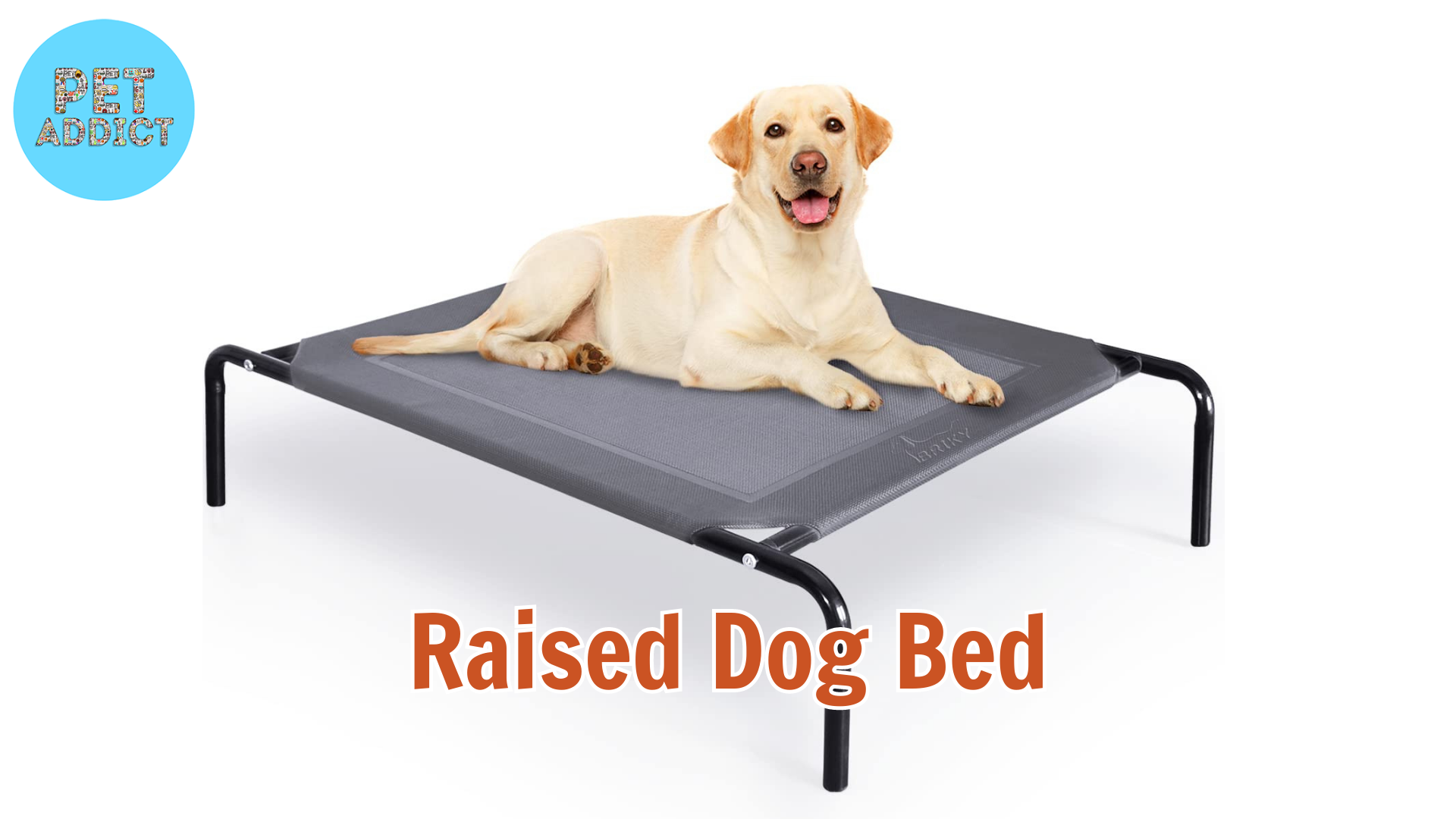The Article – The Ultimate Guide to Raised Dog Bed
