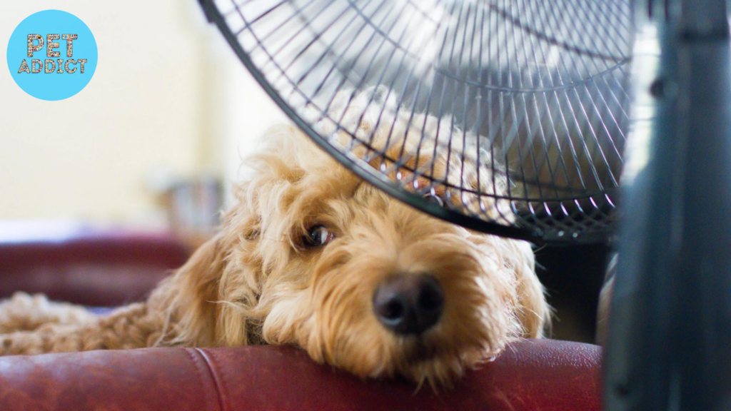 Factors Affecting Dog Temperature