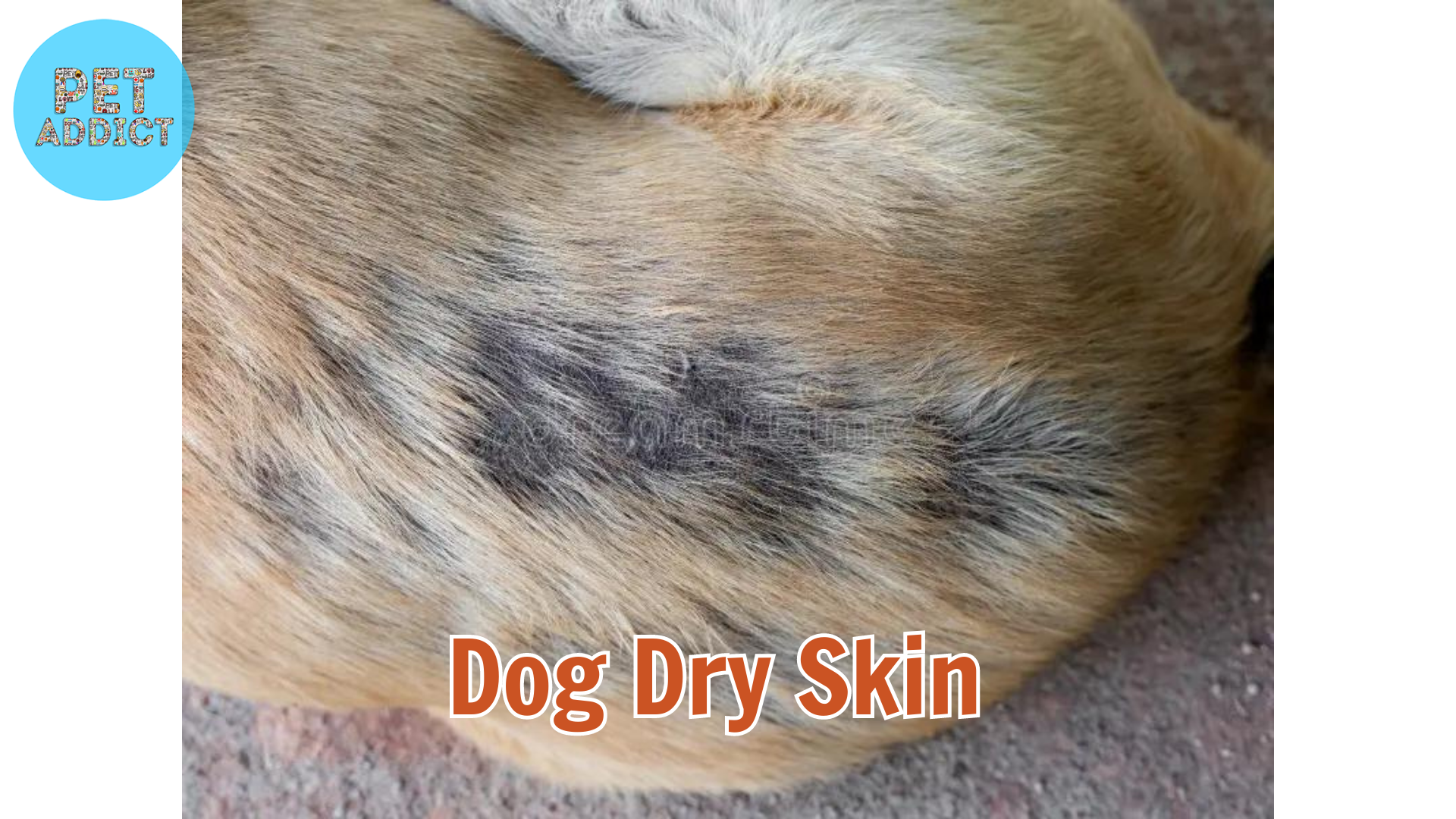 How to Take Care of Dog Dry Skin – Tips for a  Healthy Pup