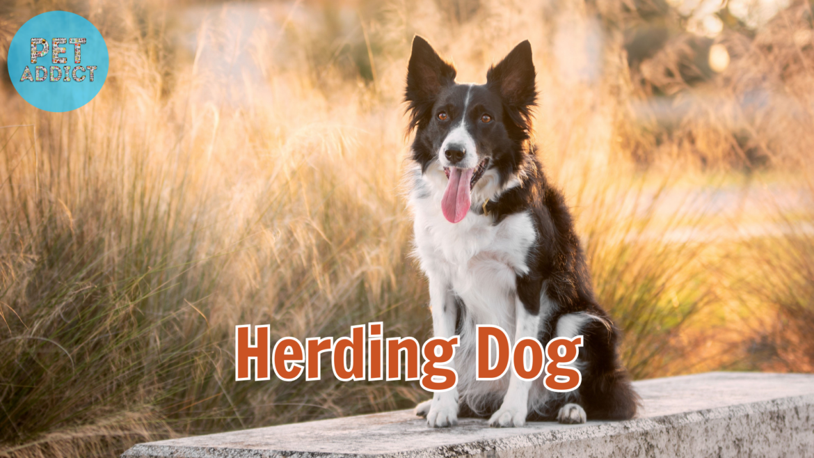 10 Amazing Herding Dog Breeds