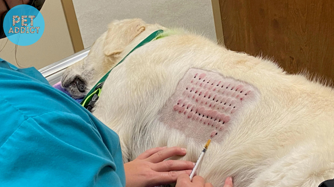 Dog Allergy Testing: Guide for Canine Allergy Diagnosis