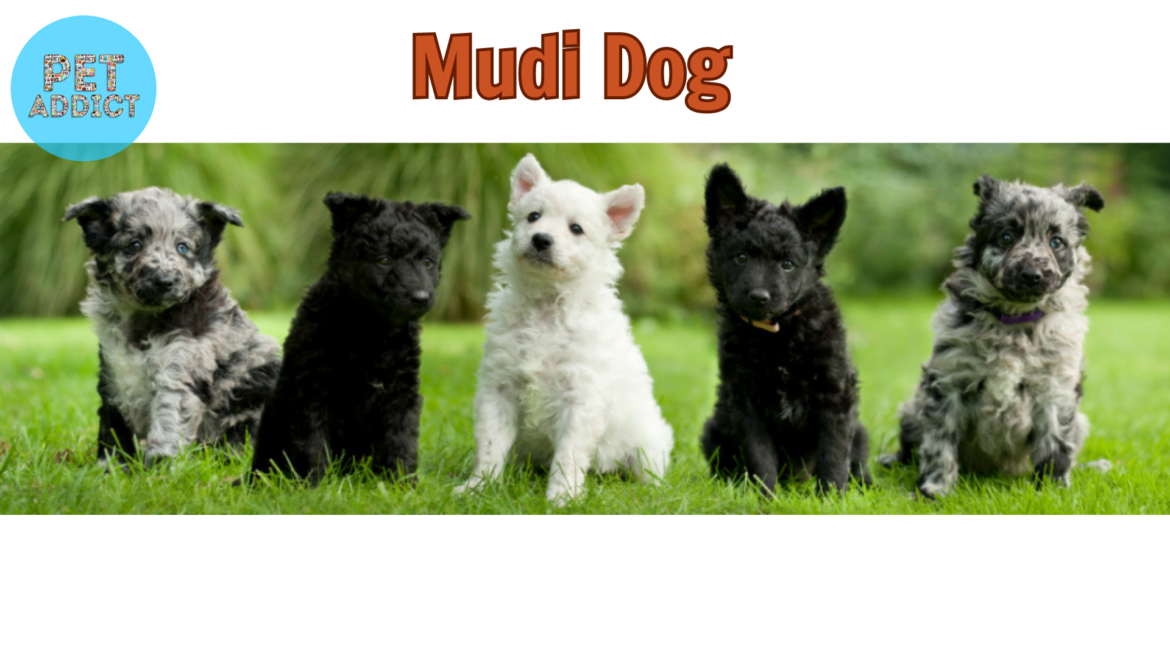 Raising a Mudi Dog – A Wonderful Journey with Your Dog