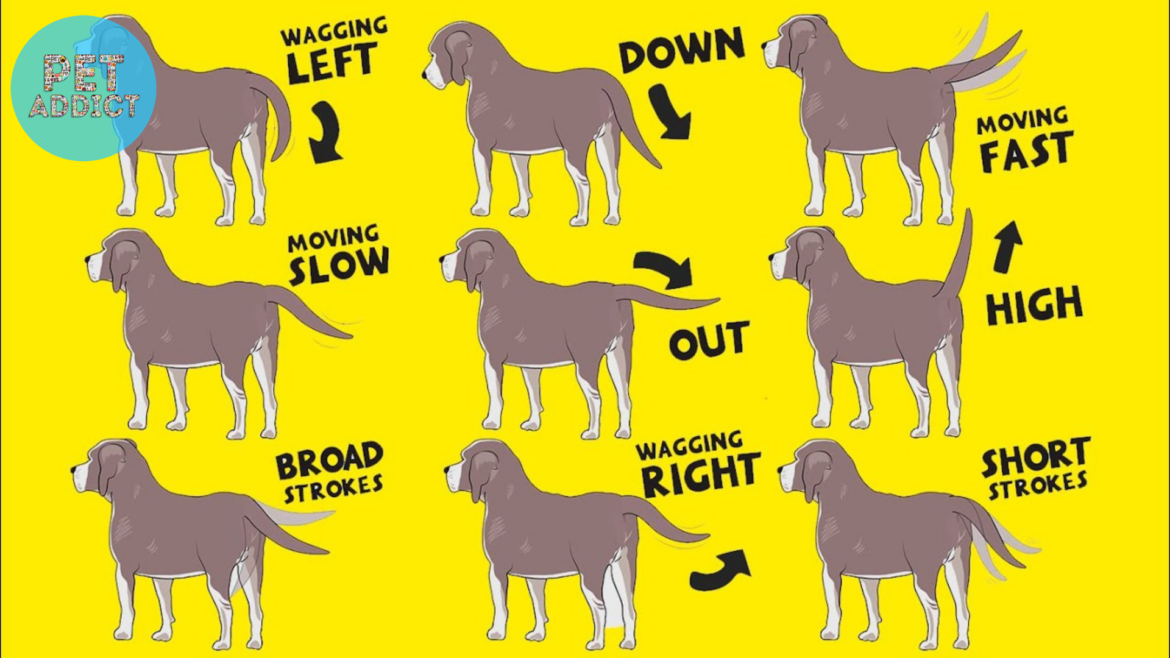 The Fascinating Language of Dog Wagging Tail