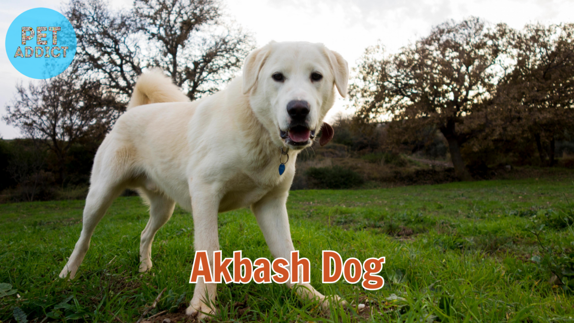 Akbash Dog: Majestic Guardian of the Flock