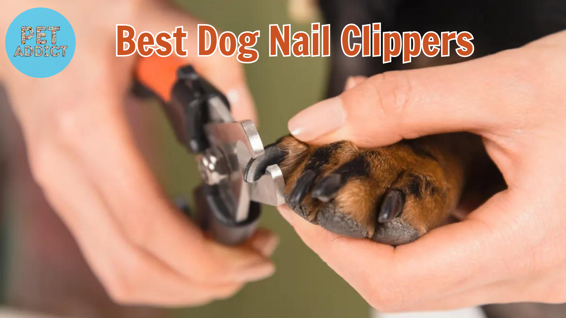 5 Best Dog Nail Clippers: Keeping Your Dog’s Nails Neat and Trim