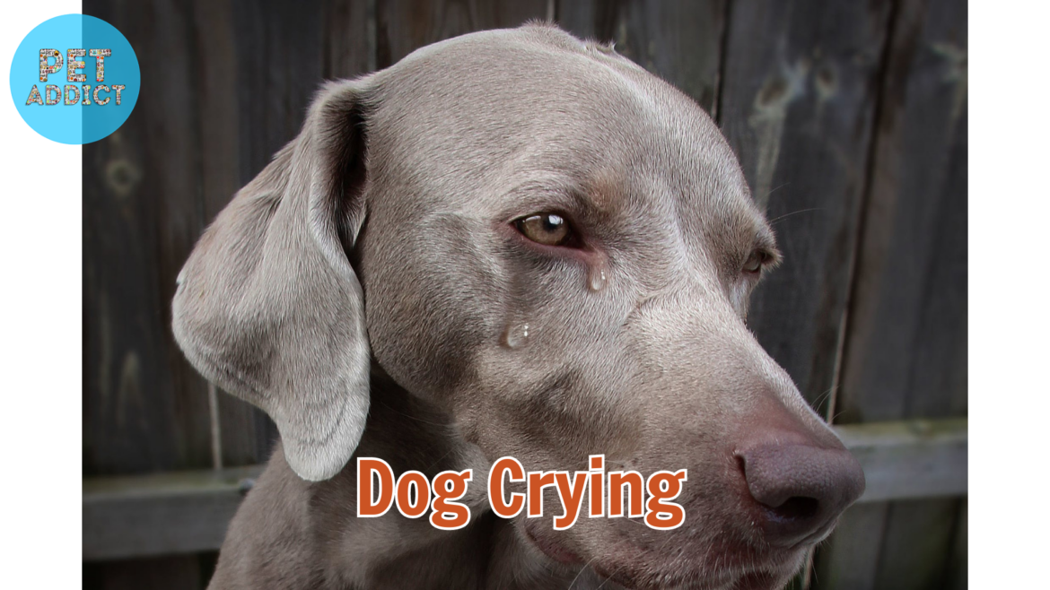 Dog Crying – Understanding the Reasons Behind Your Dog’s Tears