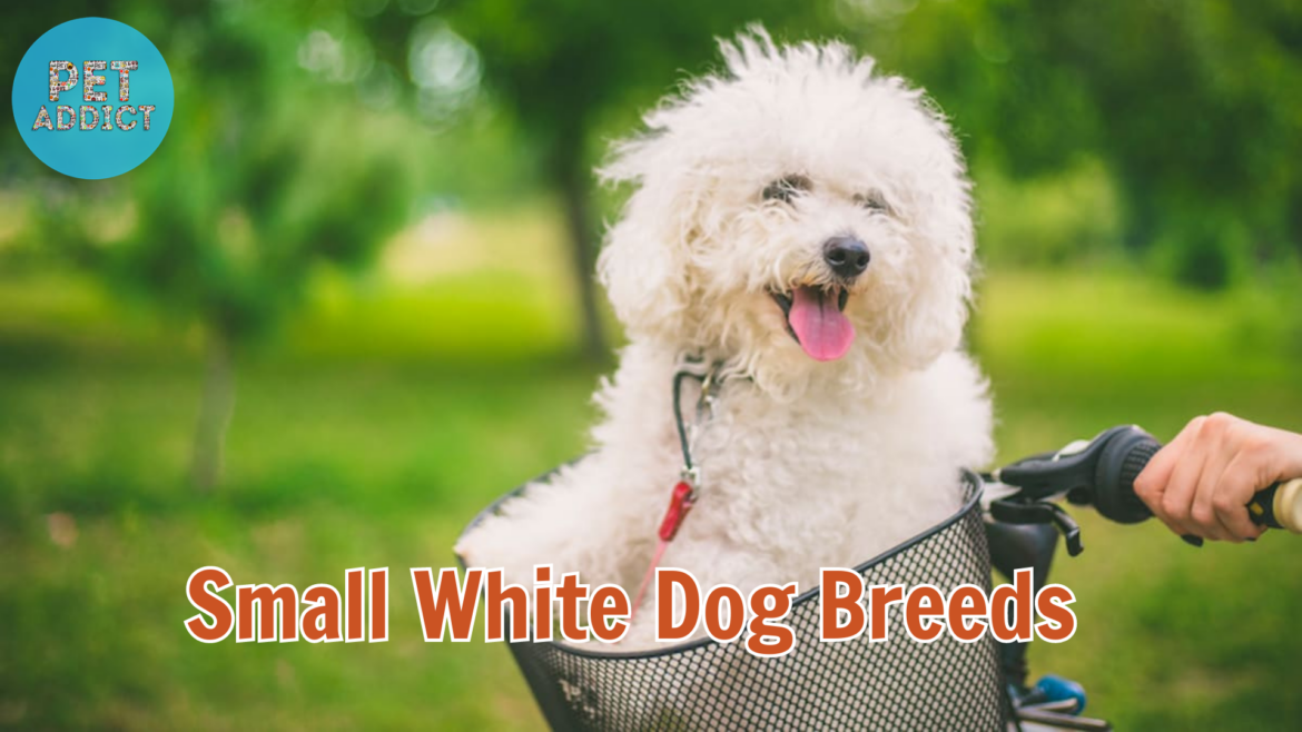 5 Small White Dog Breeds – Adorable Companions for Any Home