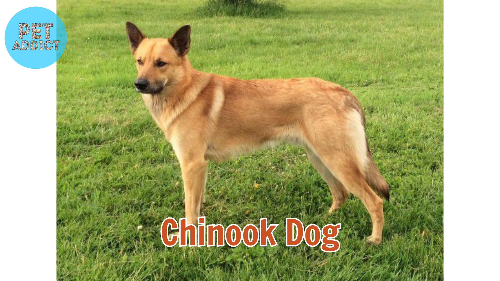The Chinook Dog – History, Characteristics, and Legacy