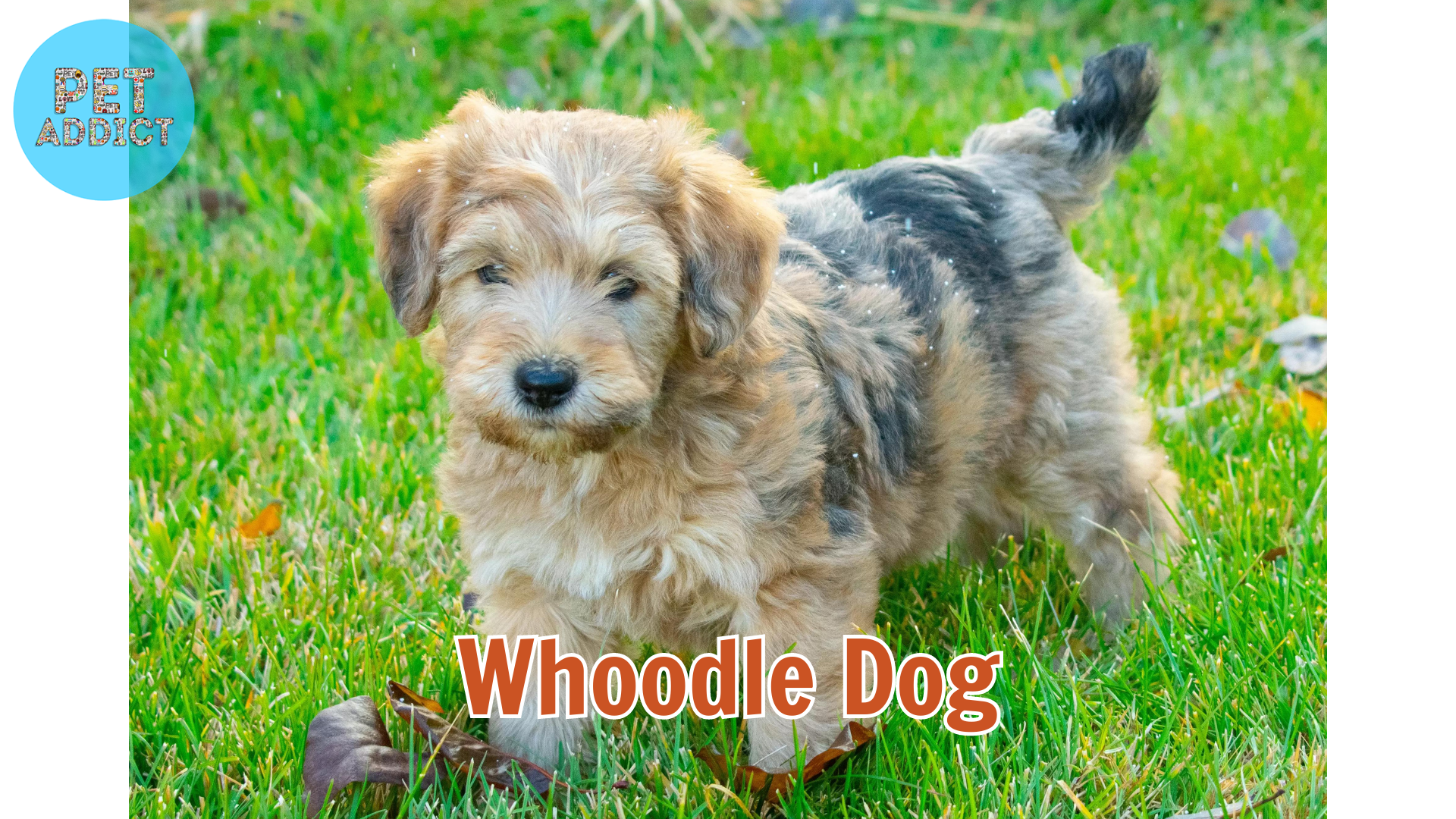 Whoodle Dog: Discovering the Enchanting Crossbreed