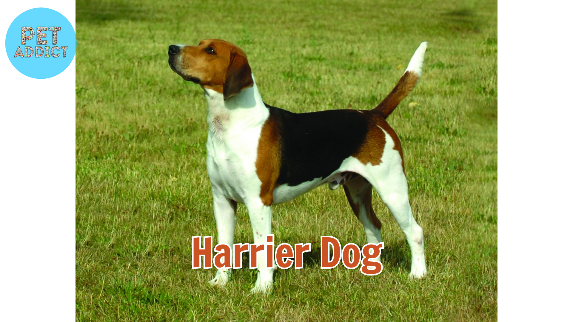 Harrier Dogs: A Hunting Breed with Endearing Personality