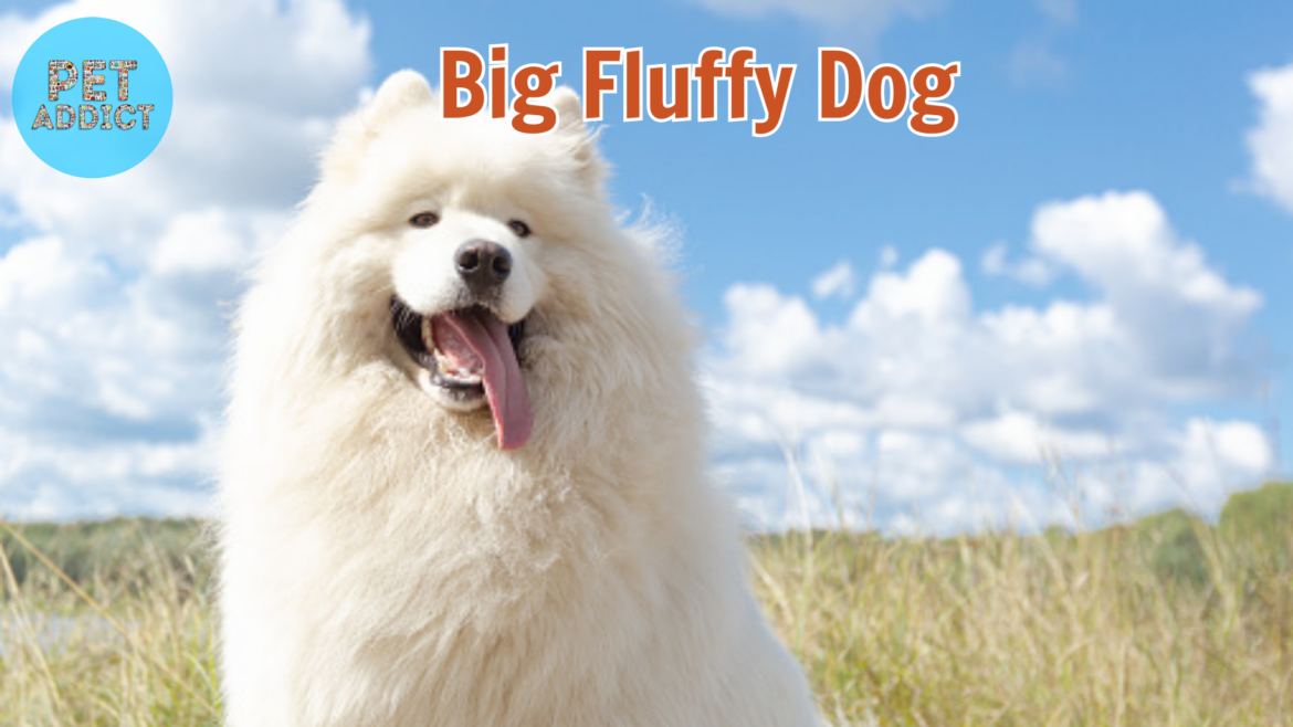 Big Fluffy Dog Breed – Majestic Companions